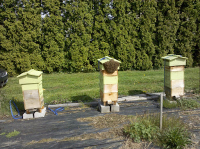 Swarm on a Warre Roof